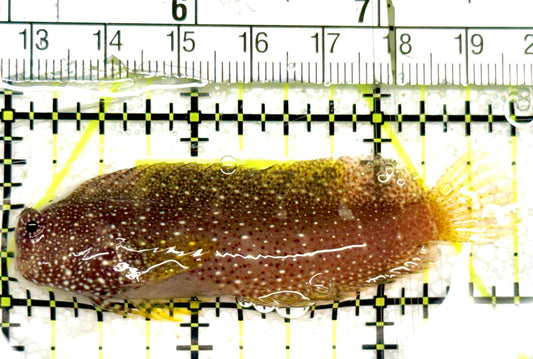 Starry Blenny SB052402 WYSIWYG Size: M 2.75” approx