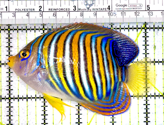Regal Angelfish RA071202 WYSIWYG Size: L 4.25"