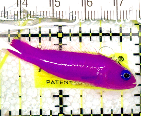 Strawberry Dottyback SD052401 WYSIWYG Size: S 1.75" approx