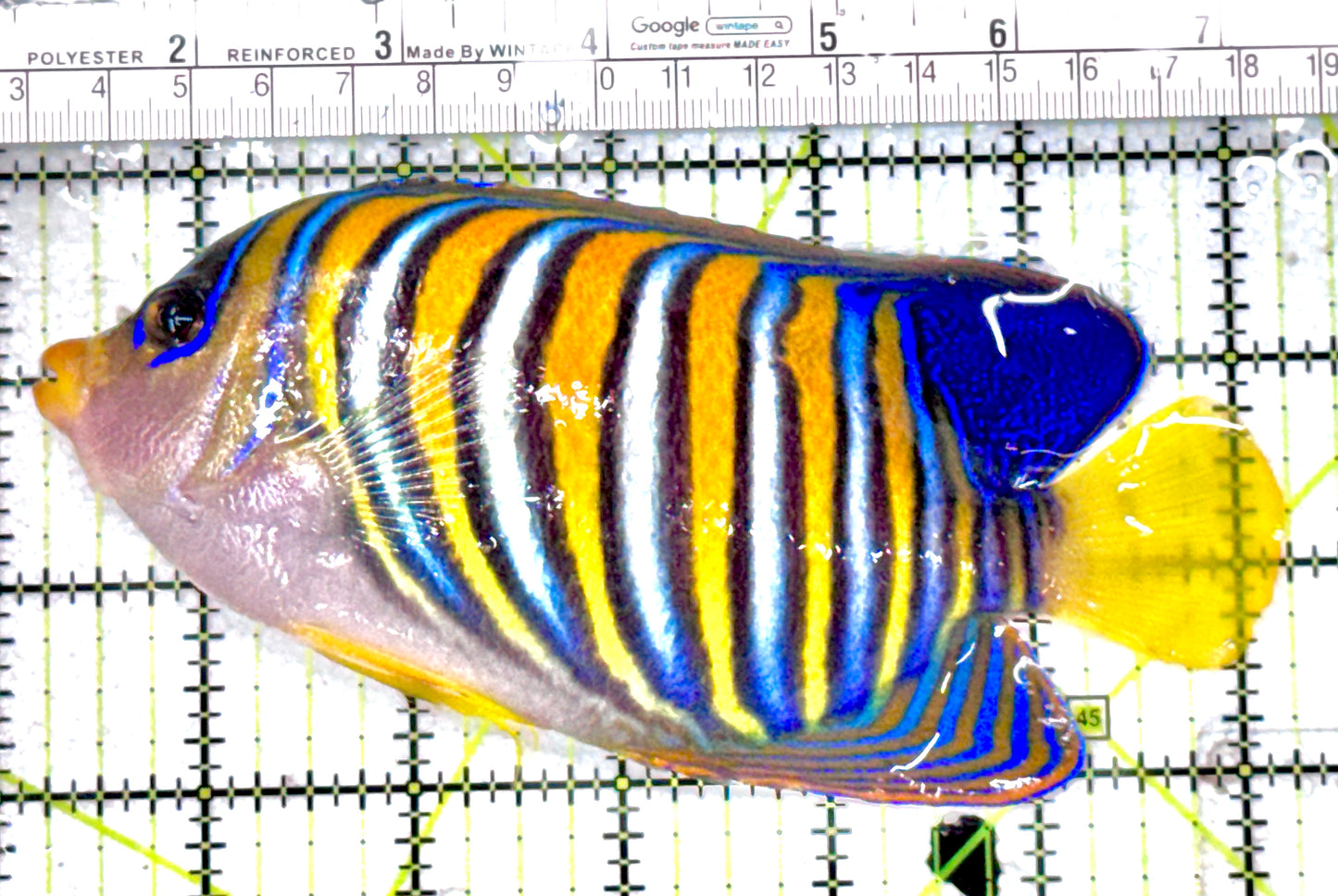 Regal Angelfish RA071203 WYSIWYG Size: XL 6"