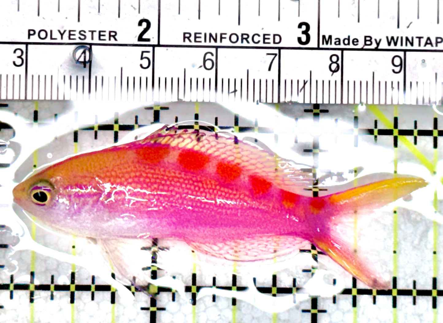 Red Saddled Anthias RSA071201 WYSIWYG Size: M 2.75"