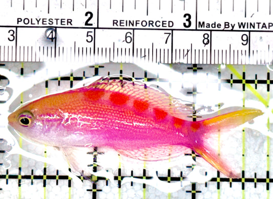 Red Saddled Anthias RSA071201 WYSIWYG Size: M 2.75" - Violet Aquarium 