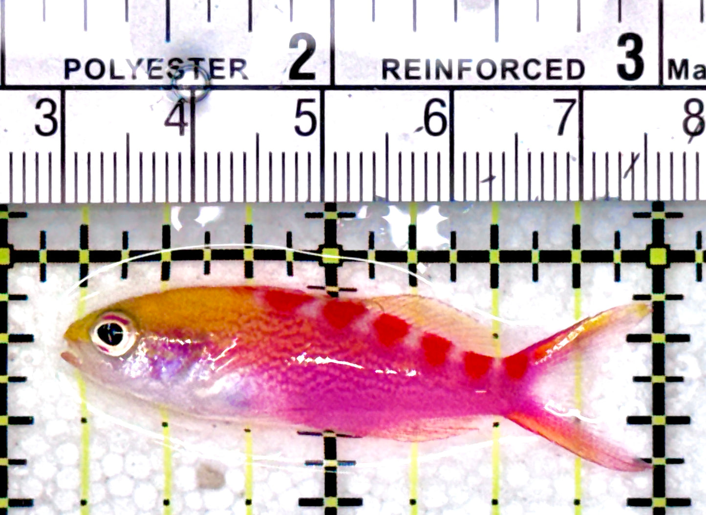 Red Saddled Anthias RSA071202 WYSIWYG Size: S 1.75"