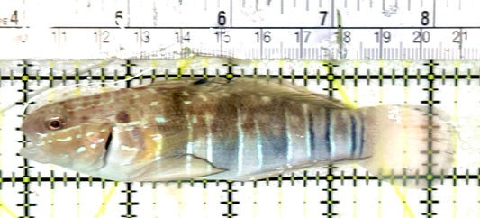Sand Shifting Banded Sleeper Bullet Goby SSBSBG052401 WYSIWYG Size: XL 4.25" approx