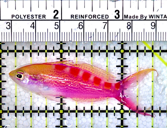 Red Saddled Anthias RSA071203 WYSIWYG Size: M 2.5" - Violet Aquarium 