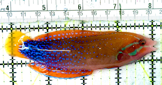 African Red Clown Coris Wrasse Adult ARCW052401 WYSIWYG Size: M 4.5"