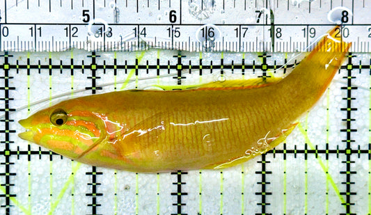 Yellow Banana Wrasse YBW052401 WYSIWYG Size: M 4"