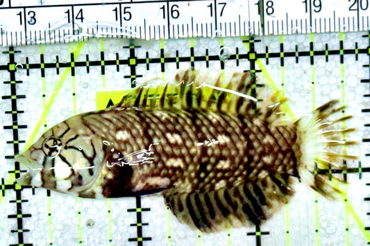 Dragon Wrasse DW052401 WYSIWYG Size: M 3"