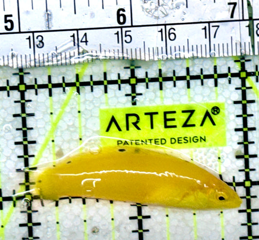 Yellow Coris Wrasse YCW052401 WYSIWYG Size: S 2"
