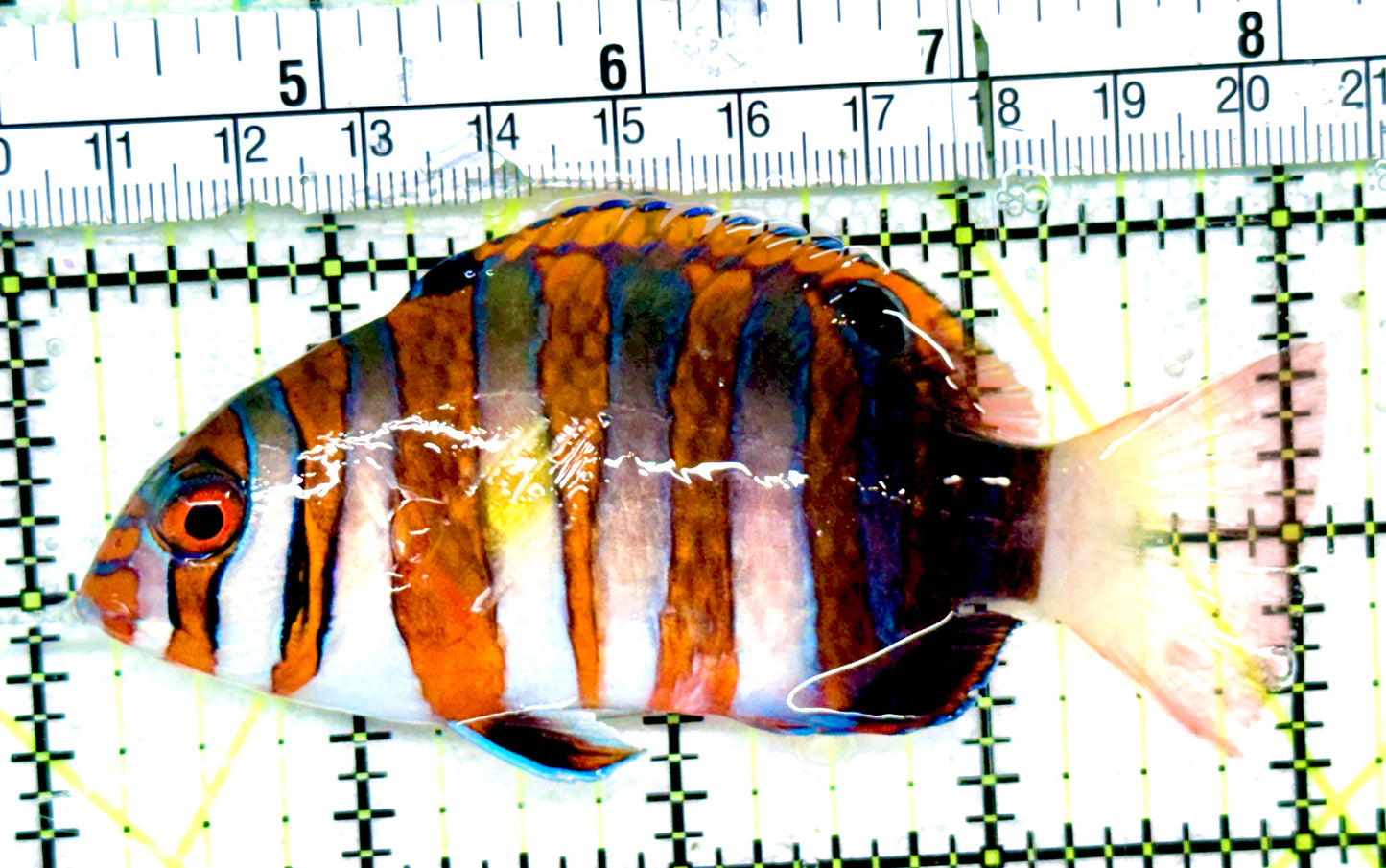 Harlequin Tuskfish HT052401 WYSIWYG Size: M 4"