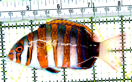 Harlequin Tuskfish HT052401 WYSIWYG Size: M 4"