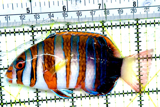 Harlequin Tuskfish HT052402 WYSIWYG Size: L 4.25"