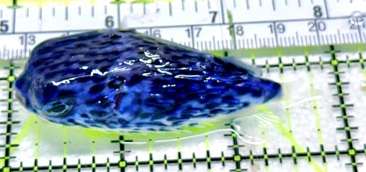 Rare Blue Pelagic Porcupine Puffer (Deepwater) RBPP052401 WYSIWYG Size: M 2.75"