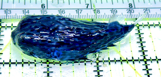 Rare Blue Pelagic Porcupine Puffer (Deepwater) RBPP052403 WYSIWYG Size: M 3"
