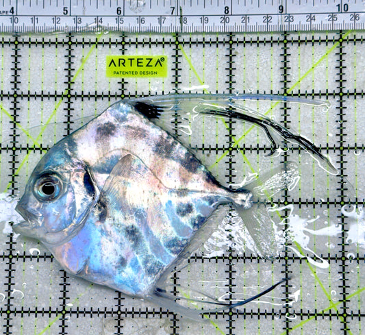 Threadfin Trevally TT052801 WYSIWYG Size: XL 5.25"