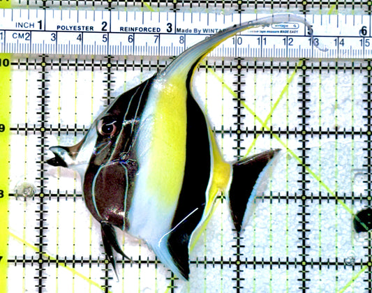 Moorish Idol MI071801 WYSIWYG Size: ML  4" approx