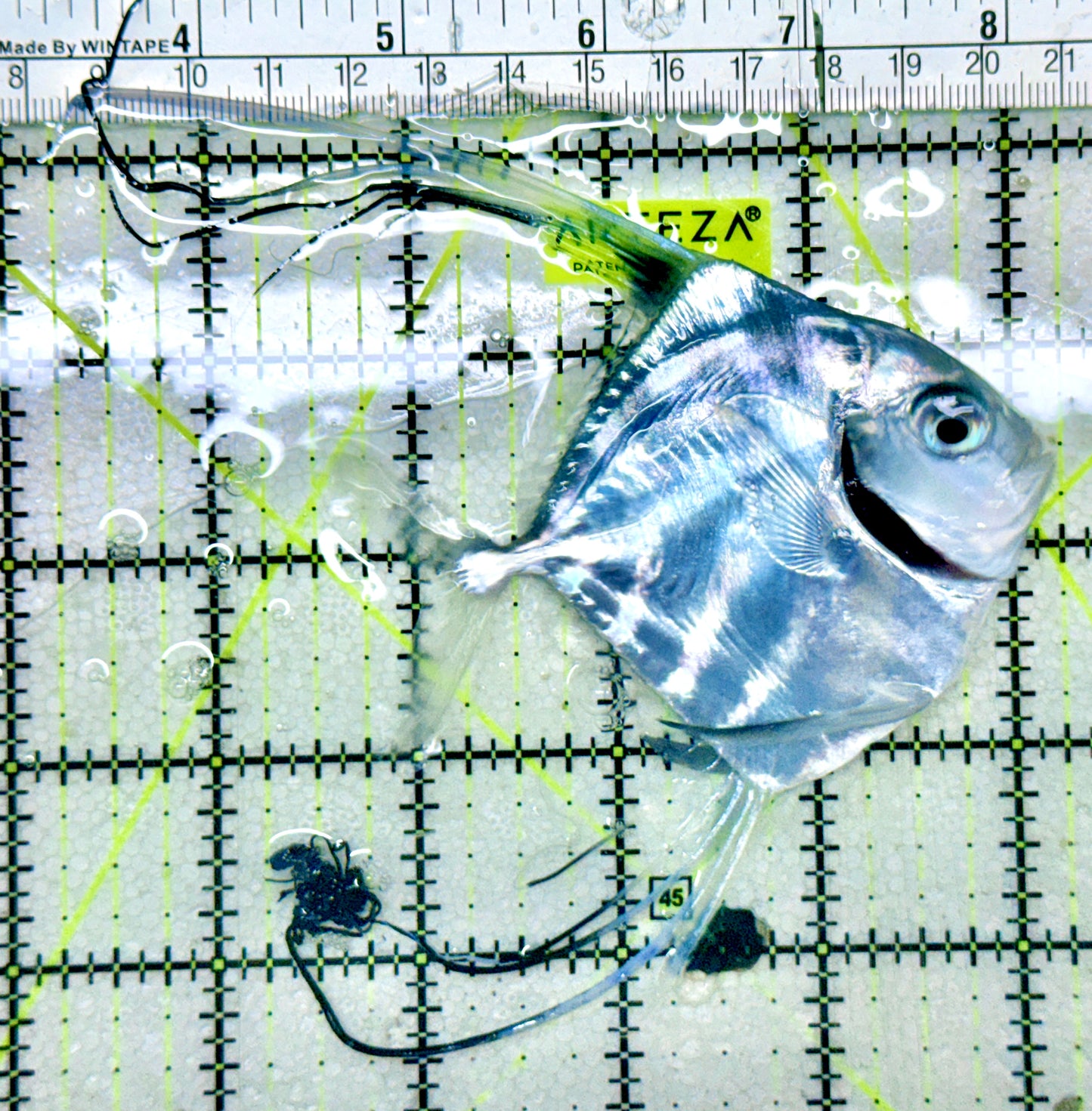 Threadfin Trevally TT052802 WYSIWYG Size: M 3.75"