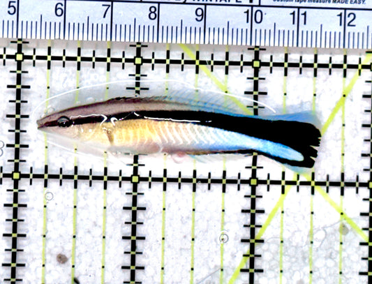 Blue Cleaner Wrasse BCW071801 WYSIWYG Size: XL 2.25" approx