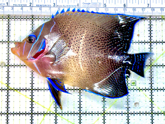 Koran Angelfish Adult KAA071801 WYSIWYG Size: L 6" approx