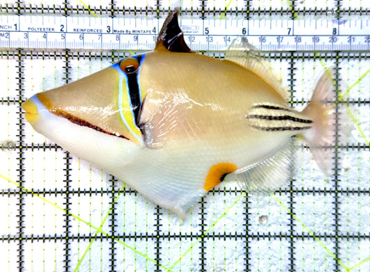 Assai Trigger (Red Sea)  AT071901 WYSIWYG Size: XLL 7.25 approx