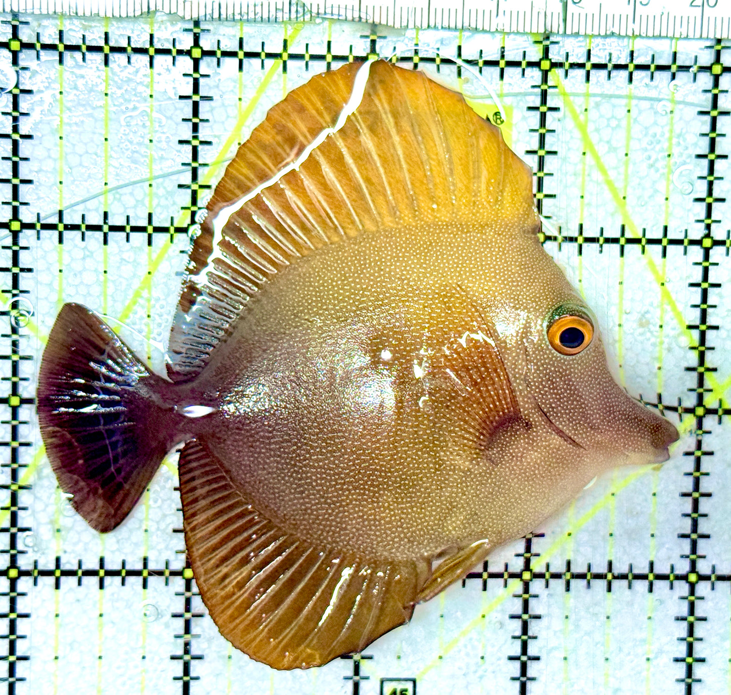 Rare Hybrid Yellow (Hawaiian Yellow Tang x Scopas Tang) Scopas Tang RHYST052401 WYSIWYG Size: XL 4"