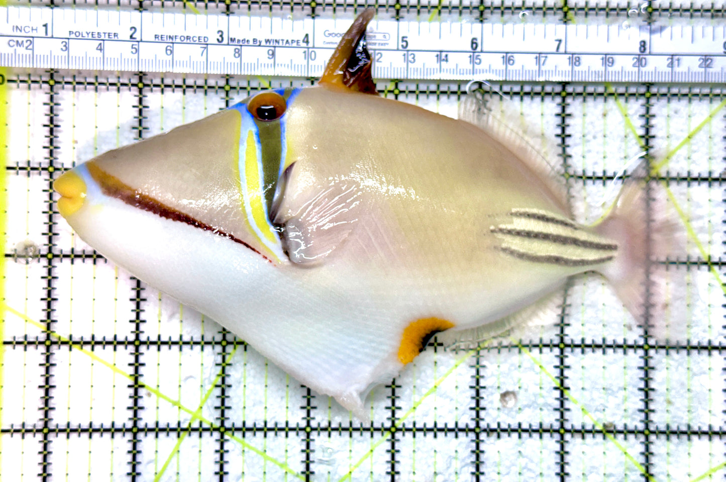 Rare Oman Assai Trigger (Red Sea)  ROAT071802 WYSIWYG Size: XXL 7.5" approx