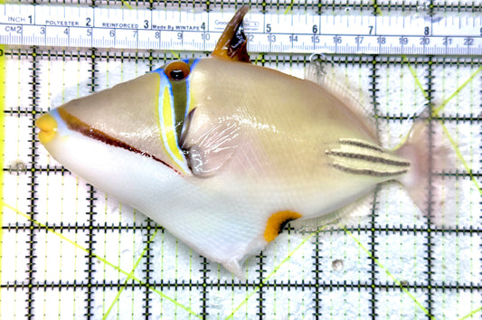 Assai Trigger (Red Sea)  AT071902 WYSIWYG Size: XLL 7.5 approx