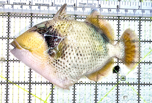 Titan Triggerfish TT071801 WYSIWYG Size: XXL 6" approx