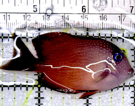 Blue Eye Kole Tang Size BEKT052401 WYSIWYG : M 2.75" approx