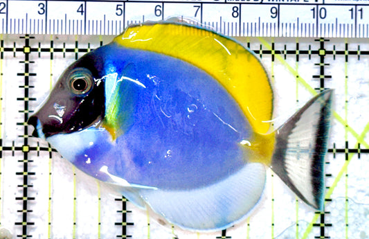 Powder Blue Tang (Maldives) PBT071801 WYSIWYG Size: S  3" approx