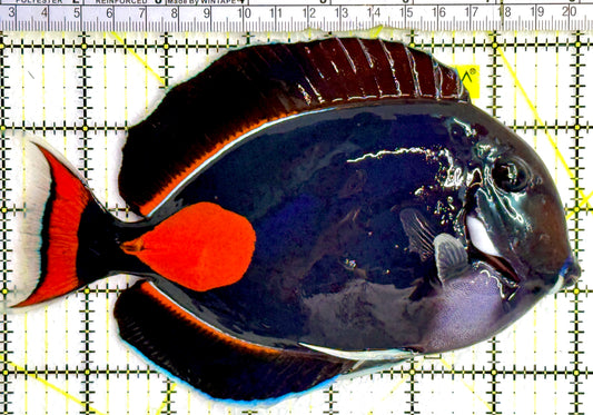 Achilles Tang AT080201 WYSIWYG Size: XXL/Show 7"