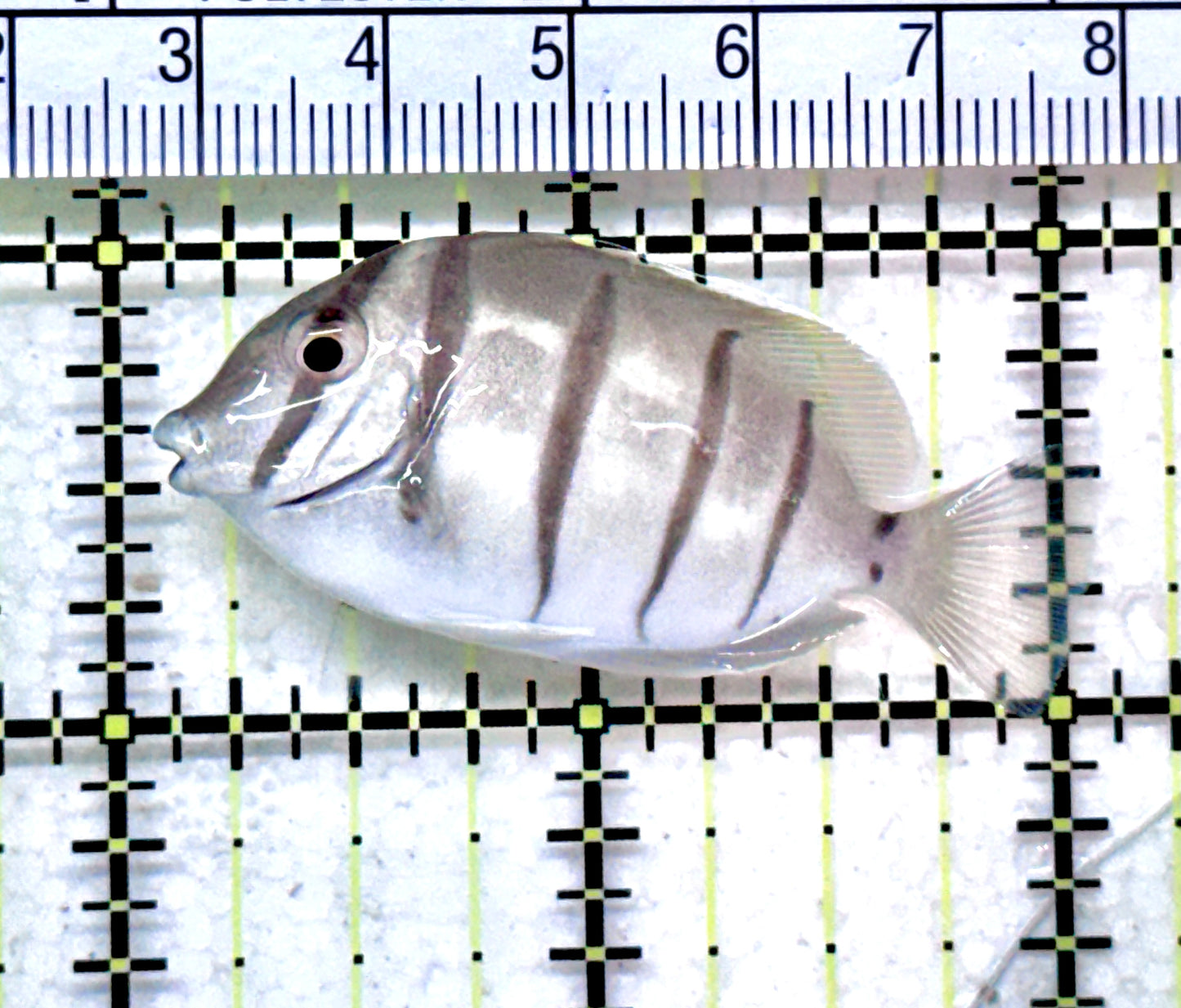 Convict Tang CT071801 WYSIWYG Size: S 2" approx