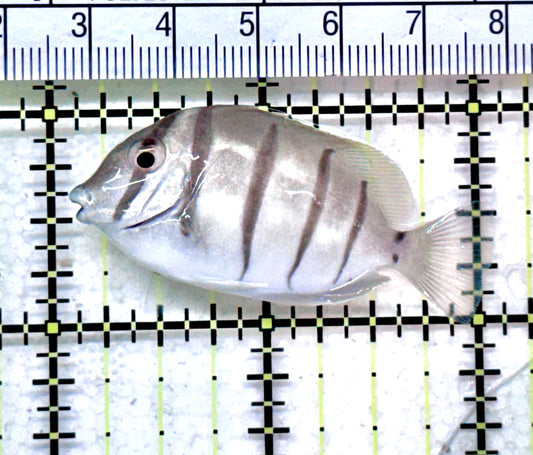 Convict Tang CT071801 WYSIWYG Size: S 2" approx