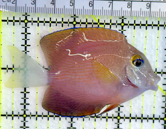 White Tail Yellow Eye Kole Bristletooth Tang WTYT080202 WYSIWYG Size: M 3.25"