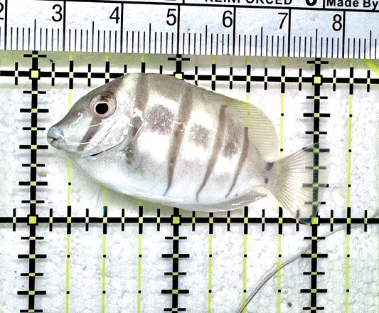 Convict Tang CT071802 WYSIWYG Size: S 2" approx