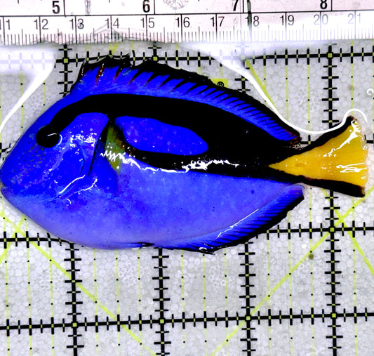 Blue Hippo Tang BHT052401 WYSIWYG Size: M  4"approx