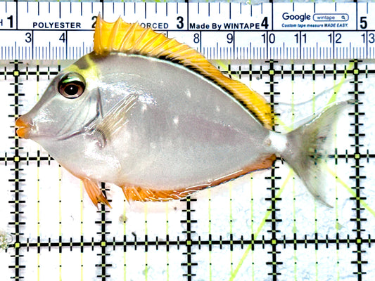Blonde Naso Tang (Maldives Special Grade) BNT071801 WYSIWYG Size: SM  4" approx