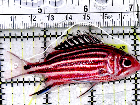 Striped Squirrelfish SS052401 WYSIWYG Size: M  3" approx