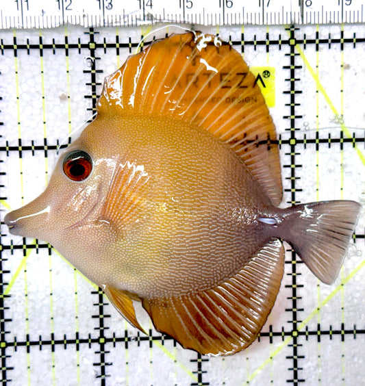 Rare Hybrid Yellow (Hawaiian Yellow Tang x Scopas Tang) Scopas Tang RHYS052402 WYSIWYG Size: XL 3.5"approx