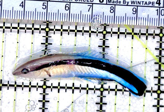 Blue Cleaner Wrasse BCW071802 WYSIWYG Size: XL 2.25" approx