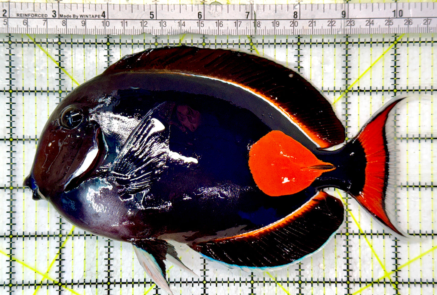 Achilles Tang AT062901 WYSIWYG Size: XXL/Show 8.5”