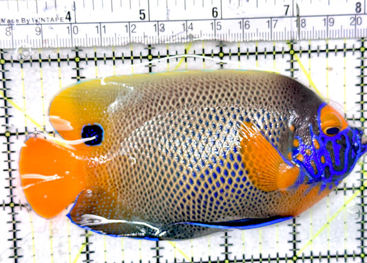Blueface Angelfish Adult (Sumatra Vibrant Colors) BAA052401 WYSIWYG Size: L 4.75 approx