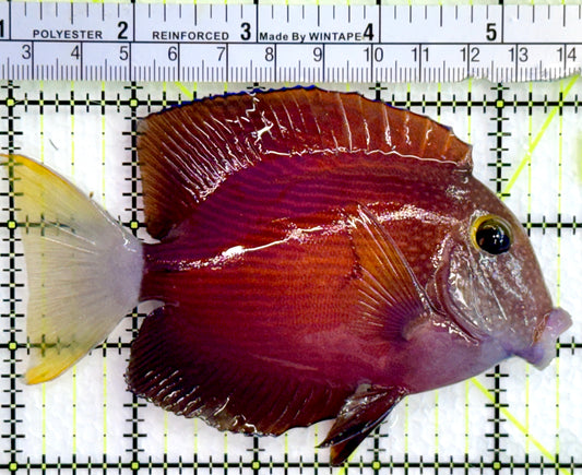 White Tail Yellow Eye Kole Bristletooth Tang WTYT080203 WYSIWYG Size: ML 4.5"
