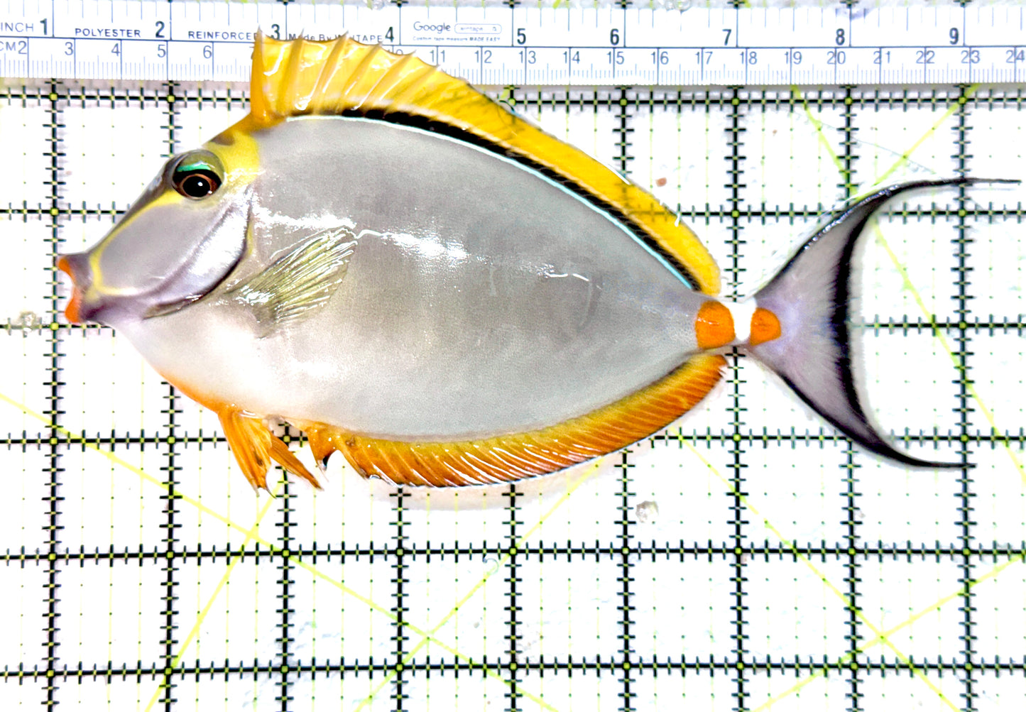 Blonde Naso Tang (Maldives Special Grade) BNT071802 WYSIWYG Size: XL 8.5" approx