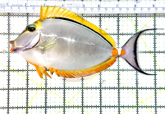 Blonde Naso Tang (Maldives Special Grade) BNT071802 WYSIWYG Size: XL 8.5" approx