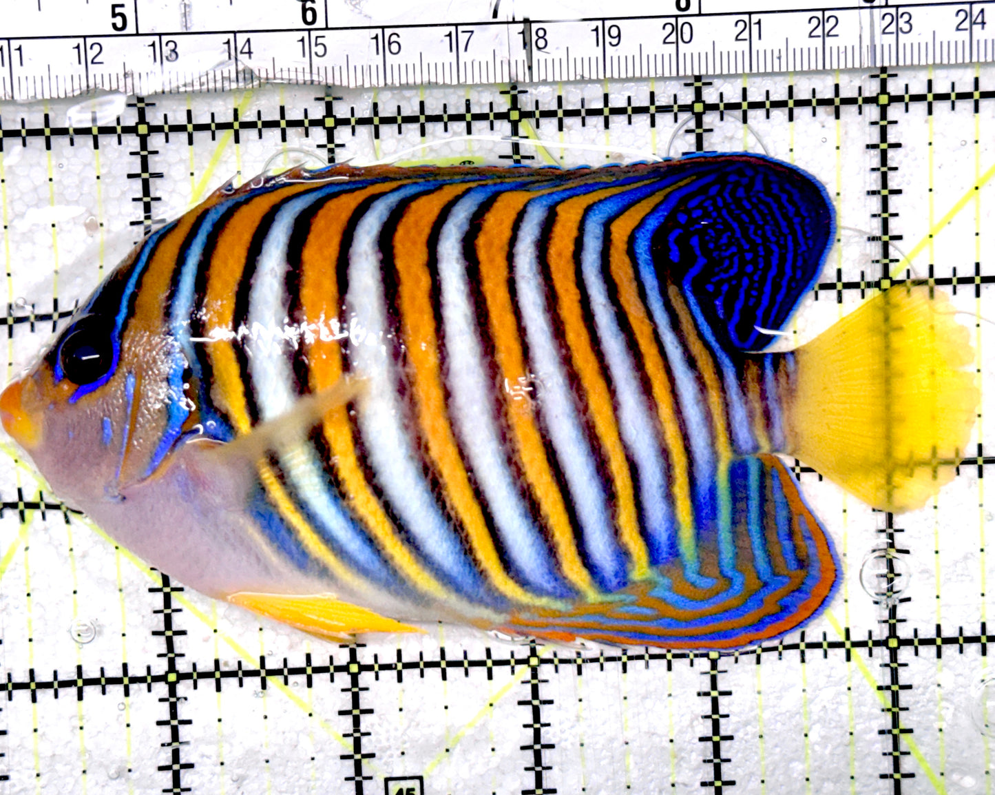 Regal Angelfish RA052402 WYSIWYG Size: XL 5.25" approx