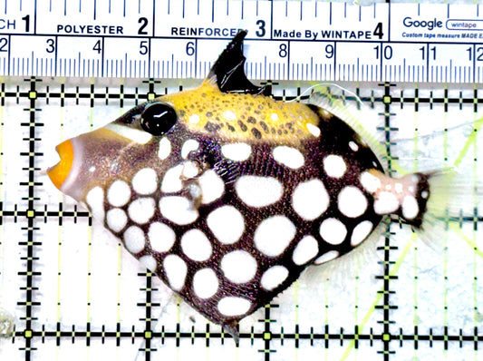 Clown Triggerfish CT071801 WYSIWYG Size: M 3.75" approx