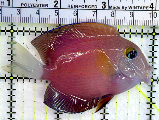 White Tail Yellow Eye Kole Bristletooth Tang WTYT080204 WYSIWYG Size: M 3.25"