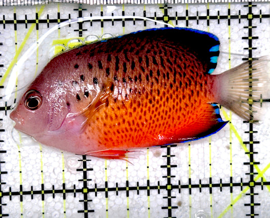 Rusty Angelfish Size RA052401 WYSIWYG : ML  3" approx