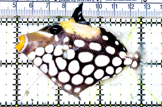 Clown Triggerfish CT071802 WYSIWYG Size: M 3.25" approx